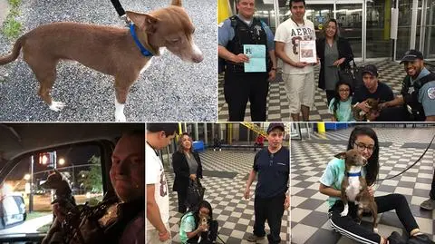 Chicago. Chihuahua odnalazł się po 4 latach