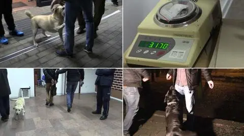 Psy wyczuły narkotyki u 37 osób