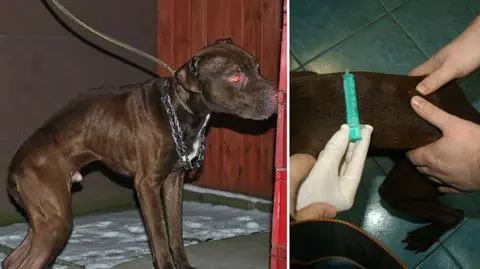 Łódź: odebrali wychudzonego psa właścicielce