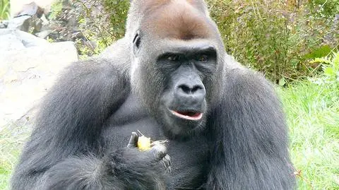 Incydent w opolskim zoo