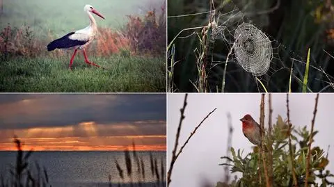 Na tropie ptasiego życia w rezerwacie "Beka"
