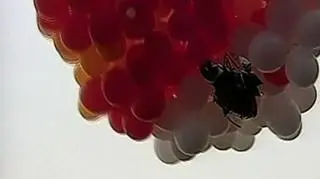3 miesiące temu ekscentryczny ksiądz też wzniósł się w powietrze. Wtedy przy pomocy podobnych balonów przez 4 godziny przeleciał 110 kilometrów z brazylijskiego miasta Kurytyba do Argentyńskiego San Antonio.(REUTERS\APTN)