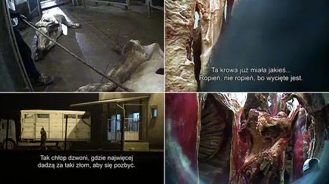 "Chore bydło kupię" - reportaż "Superwizjera"