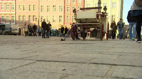 Wrocław: po śmierci konia na Rynku zapowiadają powiadomienie śledczych