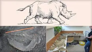 Na budowie drogi odnaleziono niemal kompletny szkielet nosorożca