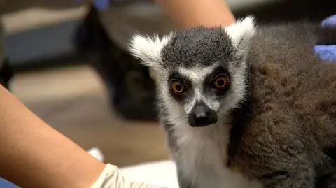 Lemura czekają jeszcze masaże i bieżnia wodna