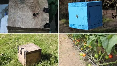 Trzmiele pomagają rosnąć pomidorom – udowodniła 18-latka ze Słupska