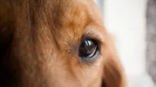 Postrzelił psa, bo denerwowało go jszczekanie