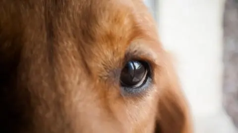 Pijany postrzelił psa. Bo za głośno szczekał