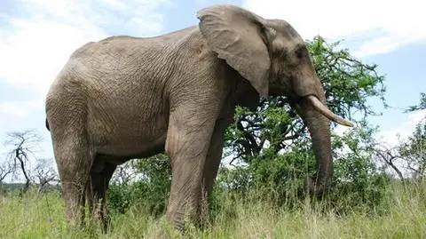 Afrykańskie słonie do odstrzału