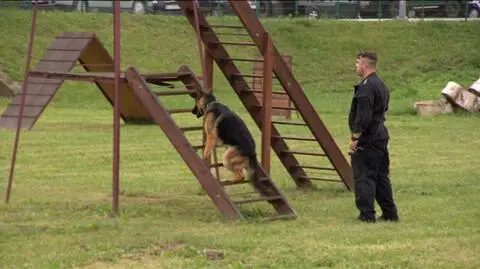 Neron - najlepszy psi policjant na Dolnym Śląsku