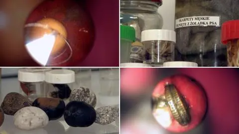 Znaleziska ze zwierzęcych żołądków