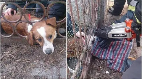 Pies uwięziony w bramie posesji