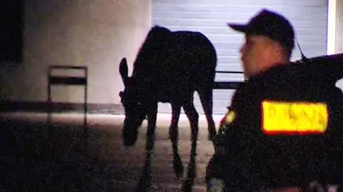 Nie chciało mu się spać w puszczy...