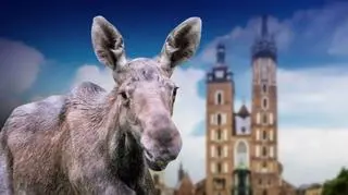 Łoś wrócił już do lasu 