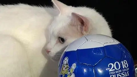 Kot Achilles typuje, kto wygra mecz otwarcia na mundialu 2018