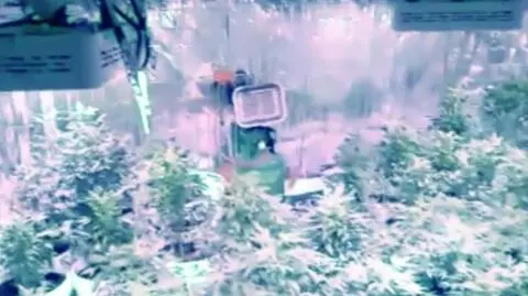 180 krzewów konopi, półtora kilograma dopalaczy i marihuana