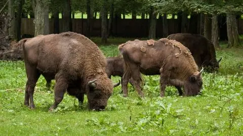 Uważaj na żubry!