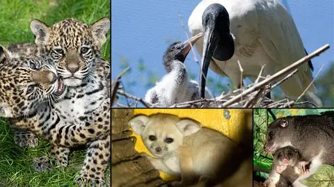 Hipopotam, kondor, fenek i jaguar. Nowi mieszkańcy zoo
