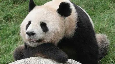 Pierwsza panda z zamrożonej spermy