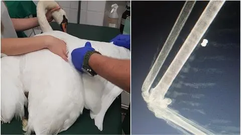 Łabędź postrzelony w skrzydło