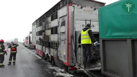 Byki spłonęły żywcem w ciężarówce na autostradzie