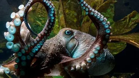 Nowa Zelandia: ośmiornica uciekała z akwarium