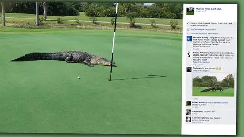Ogromny aligator na polu golfowym