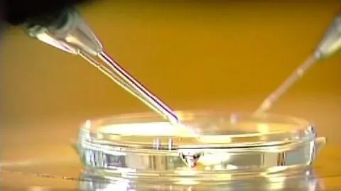 Kościół mocno przeciw in vitro