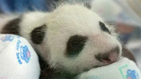 Świat ma nową pandę