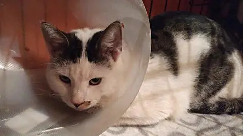 Gdynia: Próbował wyrwać kotu genitalia. Jest akt oskarżenia