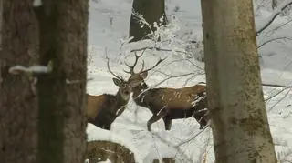 Jelenie i sarny nie wytrzymują zimy