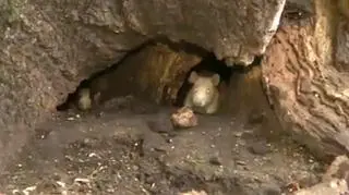 Odławianiem gryzoni zająć się miała fundacja Ogony