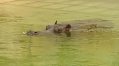 Dwie tony narzeczonej