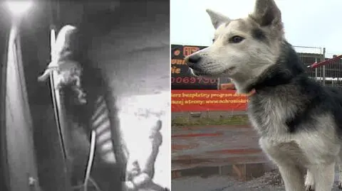 Pies wrzucony przez płot do schroniska. „Na pewno nie sprawiał problemów”