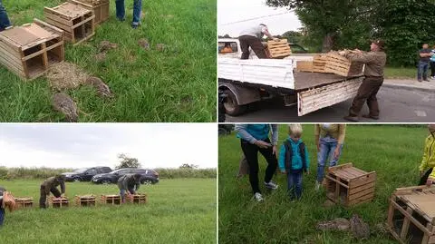 Myśliwi wypuścili na wolność 100 zajęcy