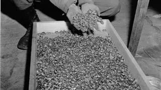 Złote pierścionki zrabowane przez Niemców więźniom w obozie w Buchenwaldzie