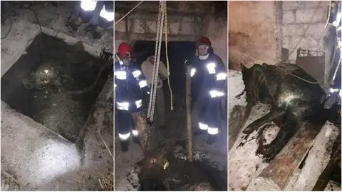 Morzewo: Strażacy uratowali byka