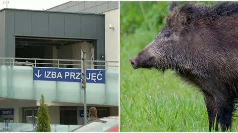 Dzik zaatakował dzieci