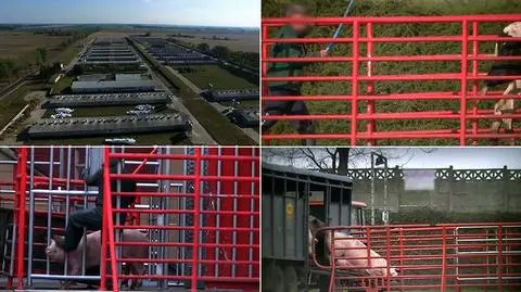 Bili młotkiem, razili prądem. Śledztwo ws. Agrofirmy Witkowo
