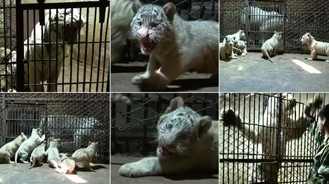 Nowi mieszkańcy chińskiego zoo. Na świat przyszły białe tygrysy