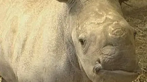 55. biały nosorożec pod Londynem