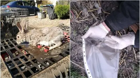 Mężczyzna jest oskarżony o zabicie dwóch psów