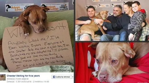 Chester znalazł nowy dom po pięciu latach. Pomógł Facebook