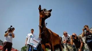 Koza Przylepa w poznańskiej strefie