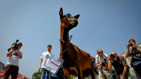 Koza Przylepa wytypowała zwycięstwo Włochów 