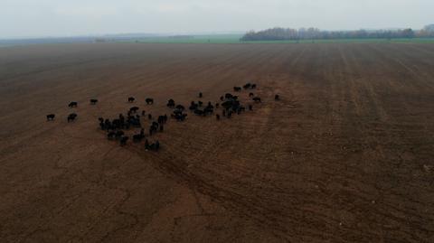 Prawdziwy, leśny spokój. Żubry wychodzą na żer