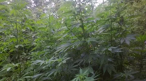 14-letni "plantator" miał trzydzieści krzaków marihuany