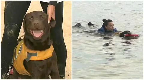 Balu pilnie trenuje na gdańskiej plaży