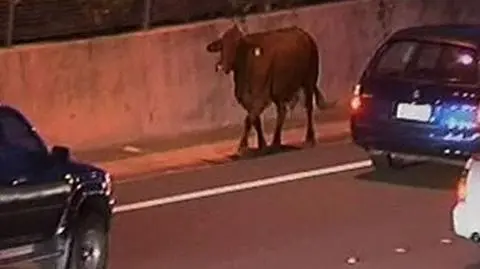 Radiowozem za... krową